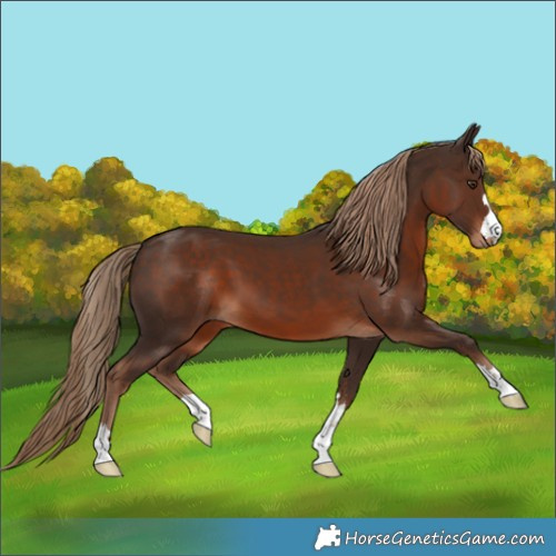 Horse Color:Liver Chestnut 