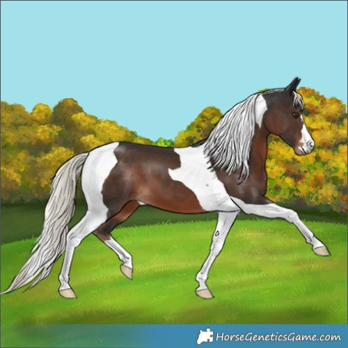 Horse Color:Liver Chestnut Mushroom Tobiano