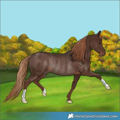 Horse Color:Liver Chestnut Rabicano 