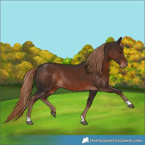 Horse Color:Liver Chestnut Rabicano