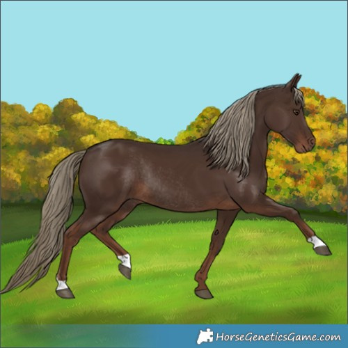 Horse Color:Liver Chestnut Rabicano