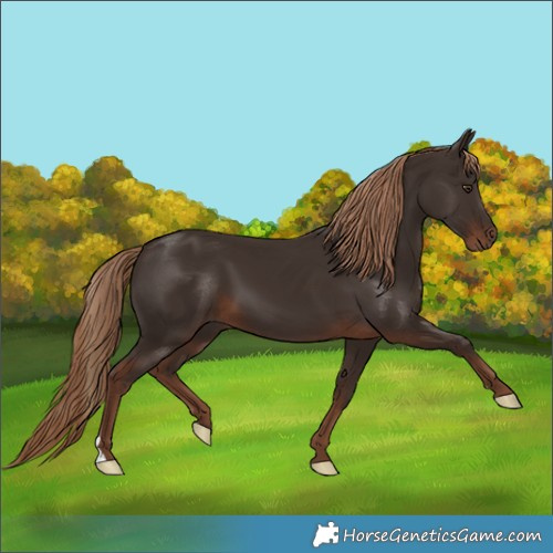 Horse Color:Liver Chestnut