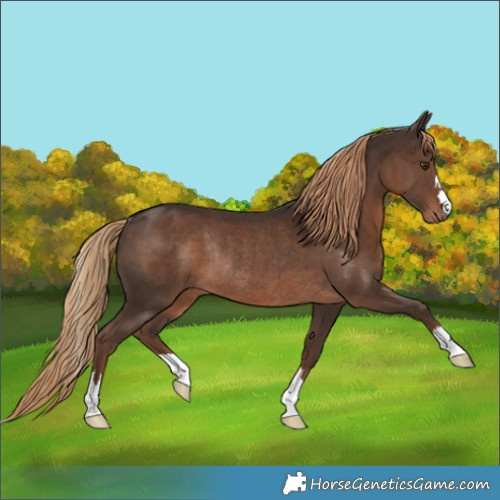 Horse Color:Liver Chestnut Rabicano 