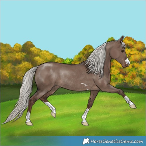 Horse Color:Liver Red Dun Mushroom Rabicano