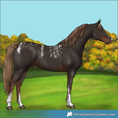 Horse Color:Powder White Liver Chestnut