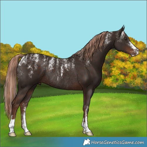 Horse Color:Powder White Liver Chestnut Rabicano