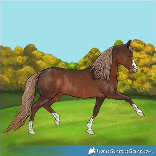 Horse Color:Liver Chestnut Rabicano 