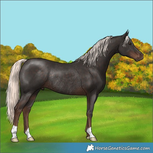 Horse Color:Liver Chestnut Mushroom Rabicano 
