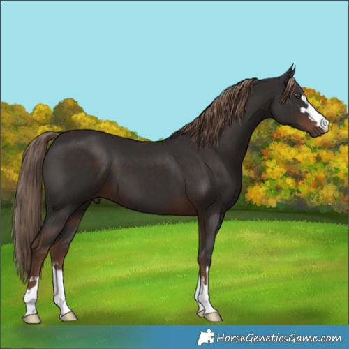 Horse Color:Liver Chestnut