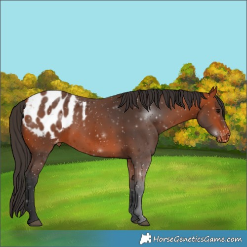 Horse Color:Bay Blanket 