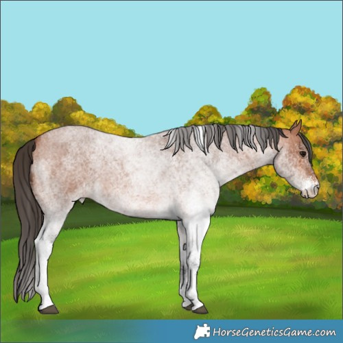 Horse Color:White Spotted Bay Roan 