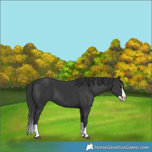 Horse Color:Black Splash 