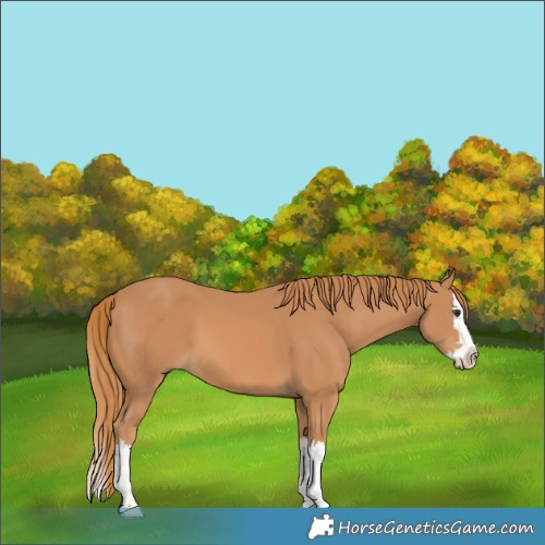 Horse Color:Chestnut Splash 