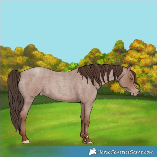 Horse Color:Classic Champagne Roan 