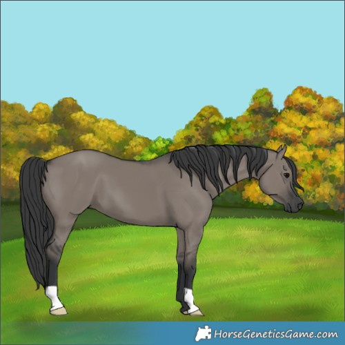 Horse Color:Grullo 