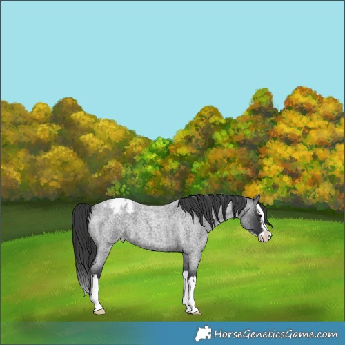 Horse Color:Blue Roan Splash Blanket