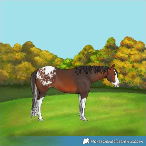 Horse Color:Bay Splash Blanket