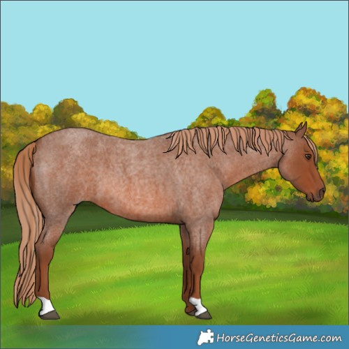 Horse Color:Red Roan 