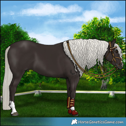 Horse Color:Liver Chestnut Mushroom