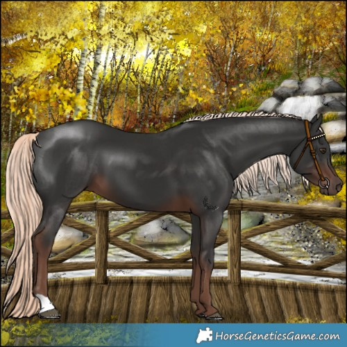 Horse Color:Liver Chestnut Mushroom