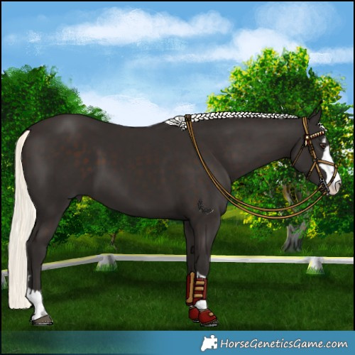 Horse Color:Liver Chestnut Mushroom 