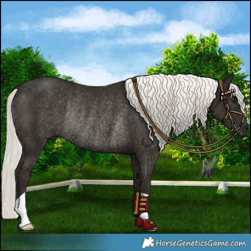 Horse Color:Liver Chestnut Mushroom Rabicano 