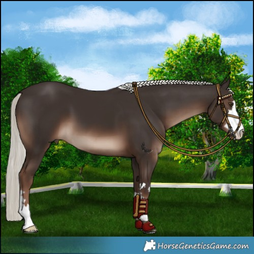 Horse Color:Liver Chestnut Mushroom