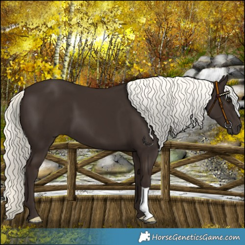 Horse Color:Liver Chestnut Mushroom