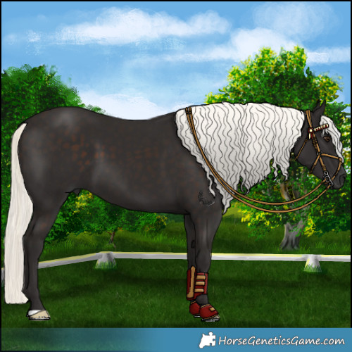 Horse Color:Liver Chestnut Mushroom 