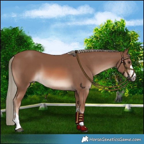 Horse Color:Chestnut Mushroom