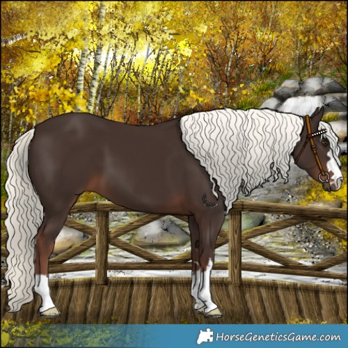 Horse Color:Liver Chestnut Mushroom