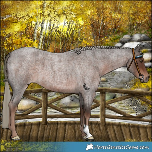 Horse Color:Liver Red Roan Mushroom 