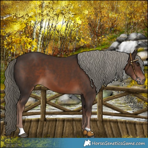 Horse Color:Liver Chestnut Mushroom 