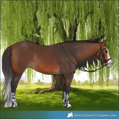 Horse Color:Bay Rabicano  and Bay Splash Rabicano 
