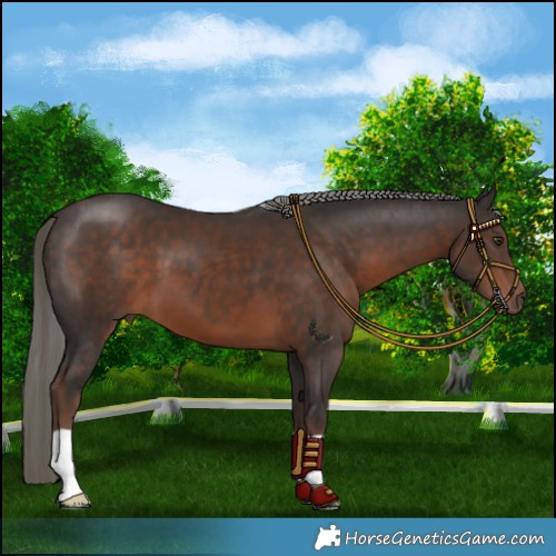 Horse Color:Liver Chestnut Mushroom