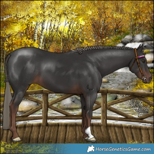 Horse Color:Liver Chestnut Mushroom 