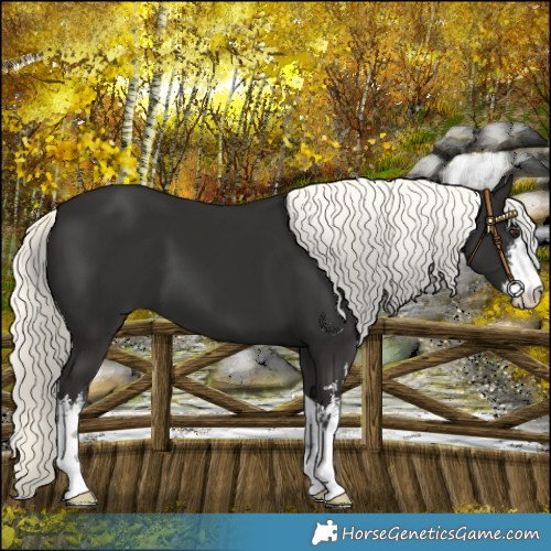 Horse Color:White Spotted Liver Chestnut Mushroom