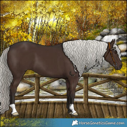 Horse Color:Liver Chestnut Mushroom 
