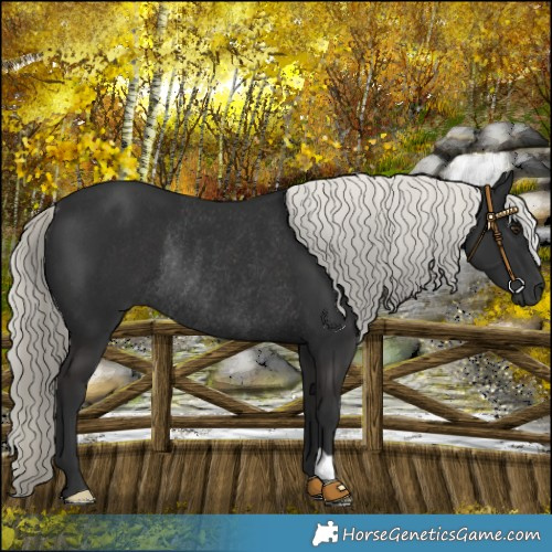 Horse Color:Liver Chestnut Mushroom Rabicano 