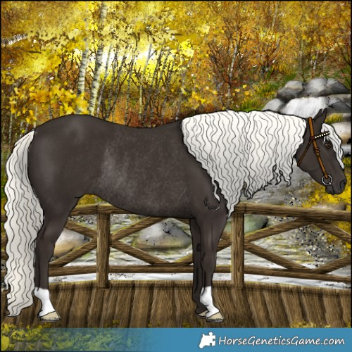 Horse Color:Liver Chestnut Mushroom Rabicano 