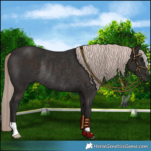 Horse Color:Liver Chestnut Mushroom Rabicano