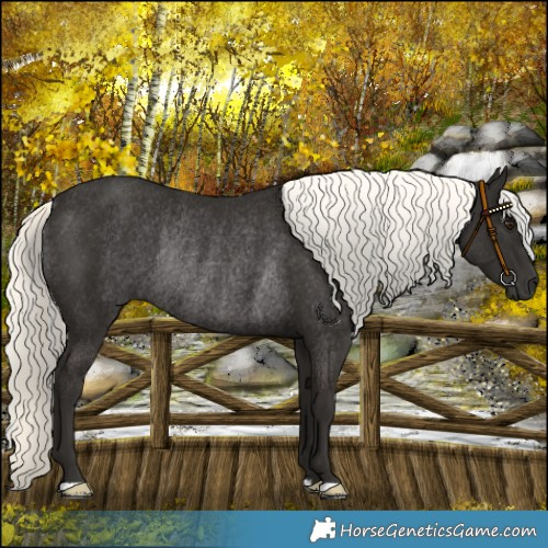 Horse Color:Liver Chestnut Mushroom Rabicano
