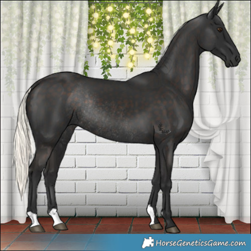 Horse Color:Liver Chestnut Mushroom Rabicano
