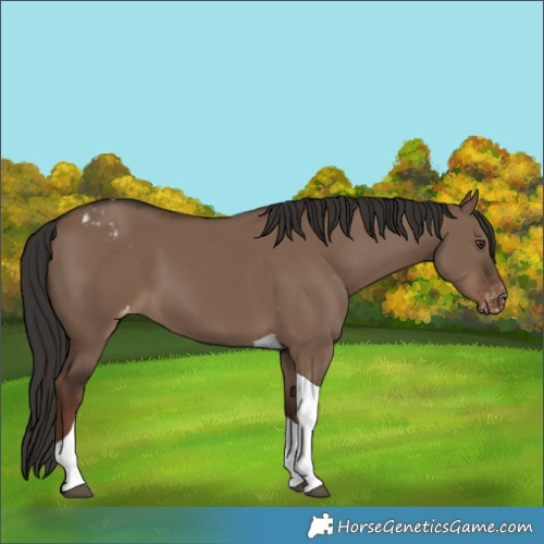 Horse Color:Liver Red Dun Tobiano Varnish 