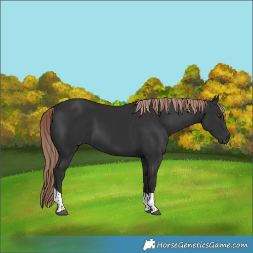 Horse Color:Liver Chestnut Tobiano