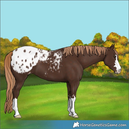 Horse Color:Liver Chestnut Blanket 