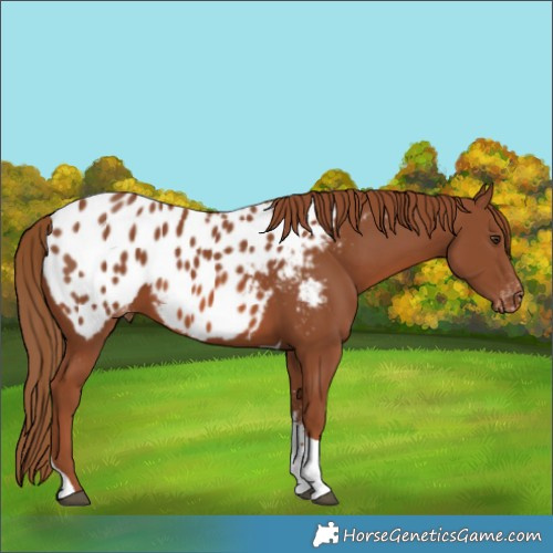 Horse Color:Chestnut Sabino Tobiano Near Leopard Rabicano