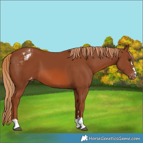 Horse Color:Chestnut Varnish