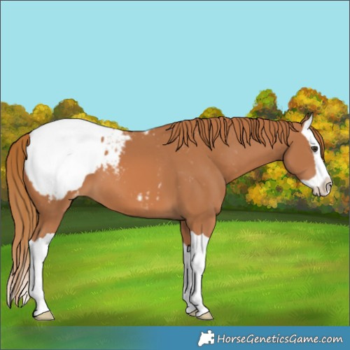 Horse Color:Chestnut Splash Snowcap 