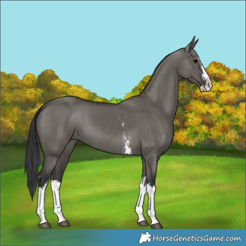 Horse Color:Grullo Sabino Splash  and Grullo Sabino Splash 